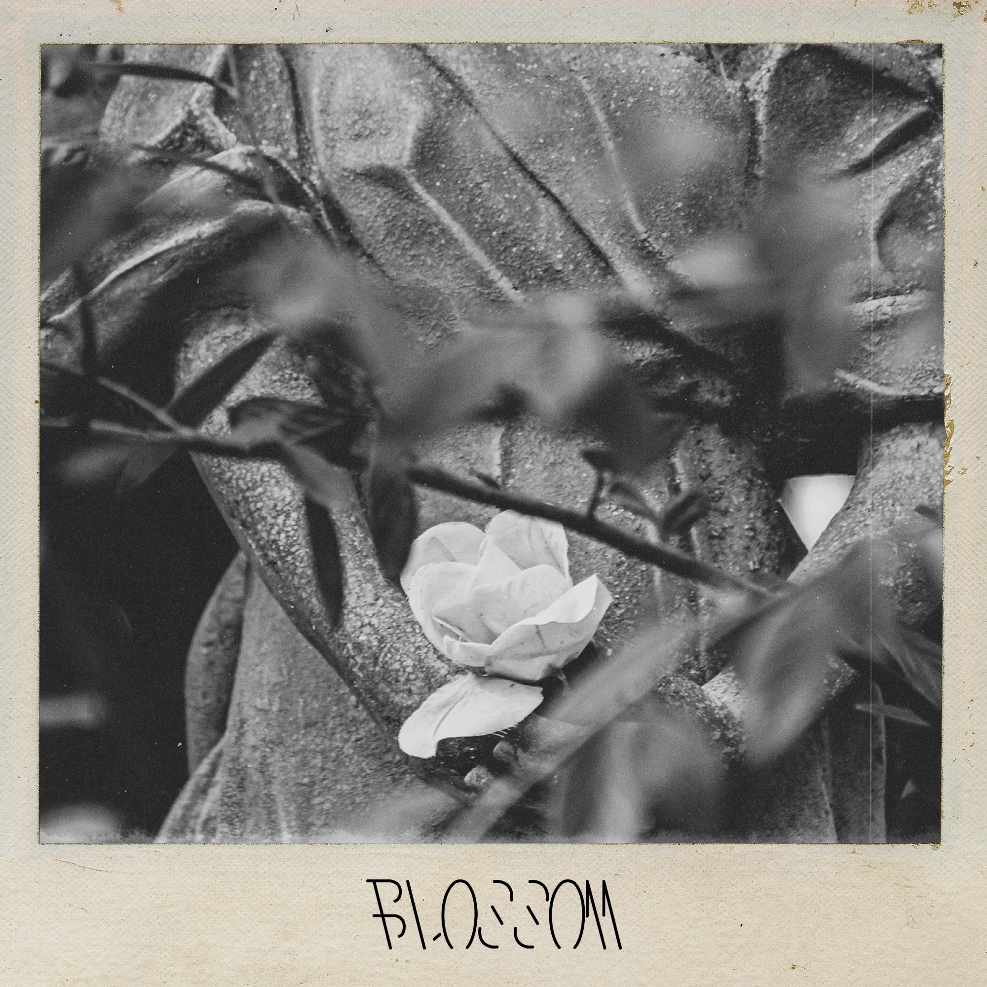 BLOSSOM EP 封面